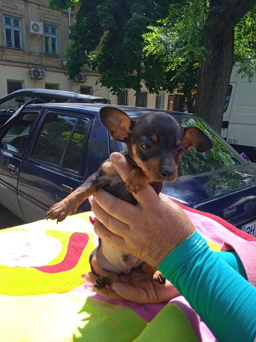 Той терьер  мини