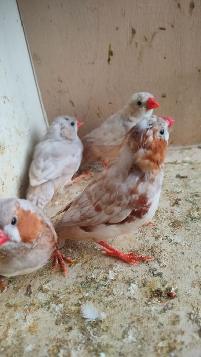 Zeberki rudopierśne,rude 2025