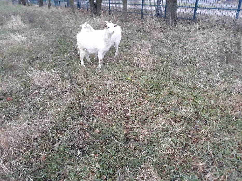 Кози - молочна порода .