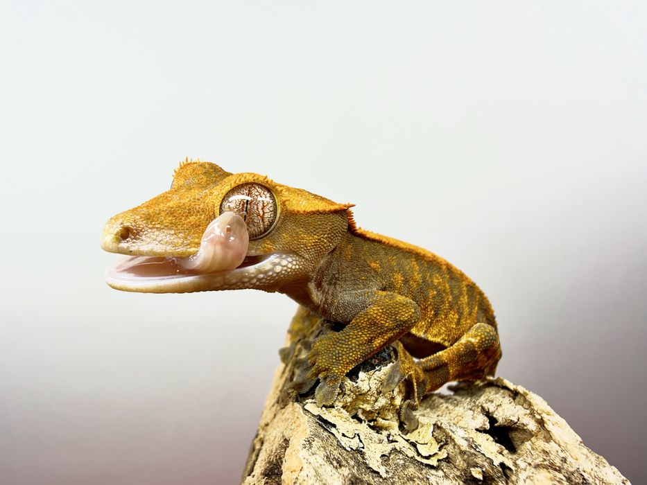 Gekon orzesiony C.cilliatus mlode rozne ubarwienia