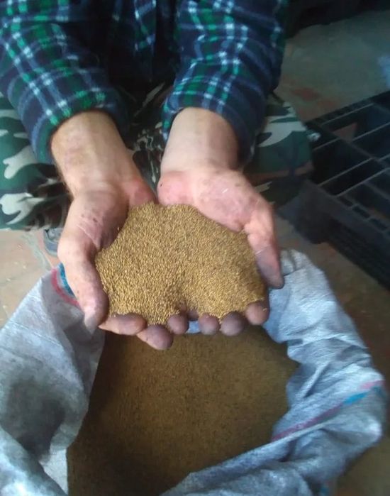 Семена люцерни..