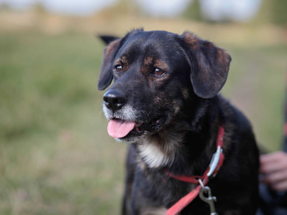 Przesympatyczny Ozzy szuka kochającego domu