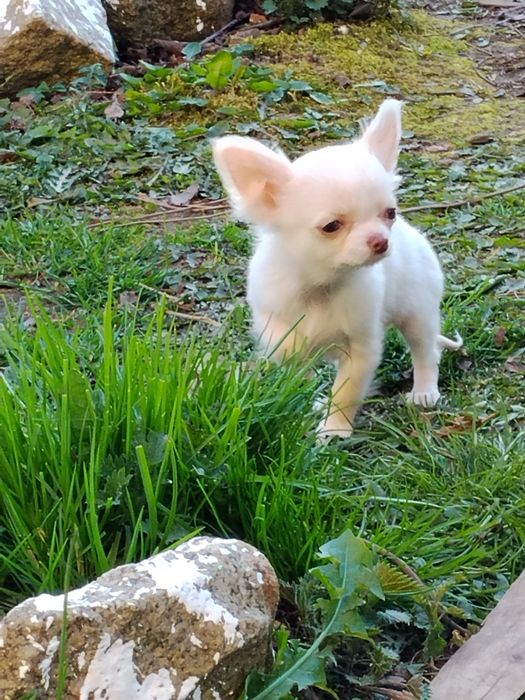 Śliczna  śnieżynka malunia biała chihuahua