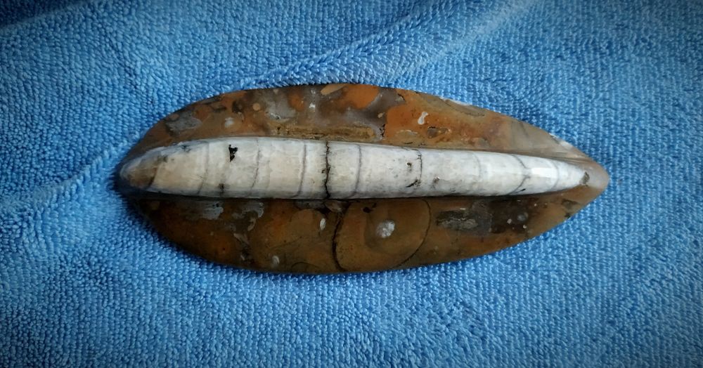 Оптоцерас (молюск)