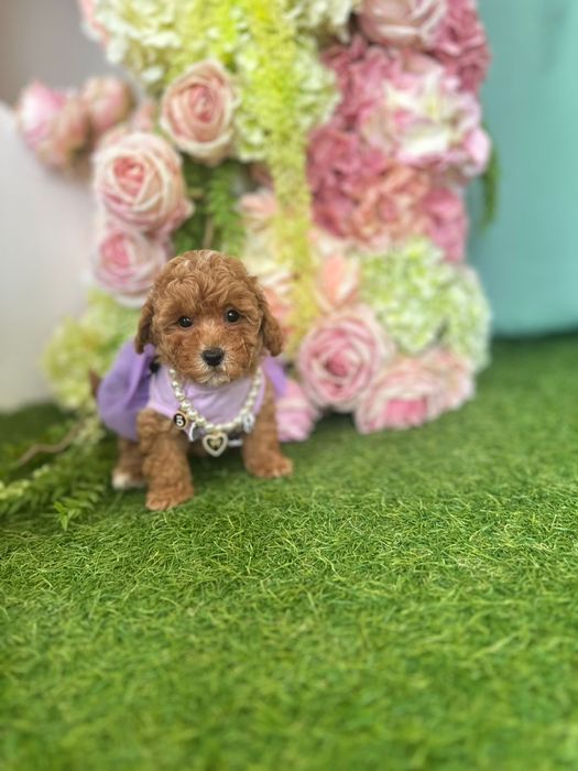 Мальтипу пухнасті антистрес малюки. Міні мальтіпу хлопчики та дівчатка