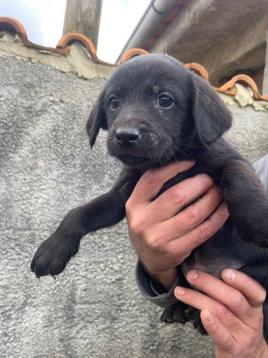 Cães para Adoção Responsável