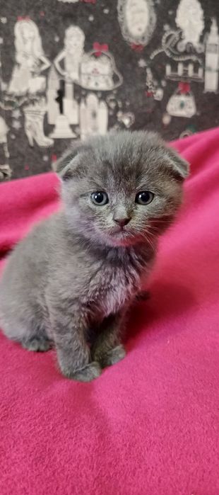 Шотландські кошенята