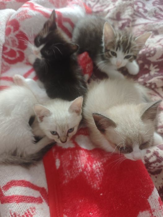 Dou gatinhos urgente