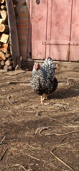 Інкубаційні яйця курей