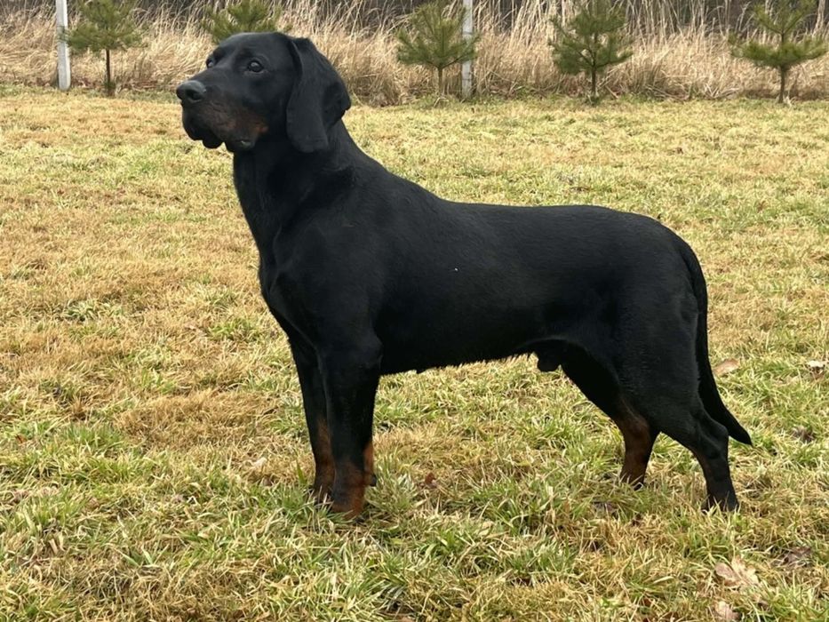 Gończy Polski FCI ZKwP