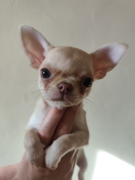 Цуценята чіхуахуа , професійний розплідник КСУ