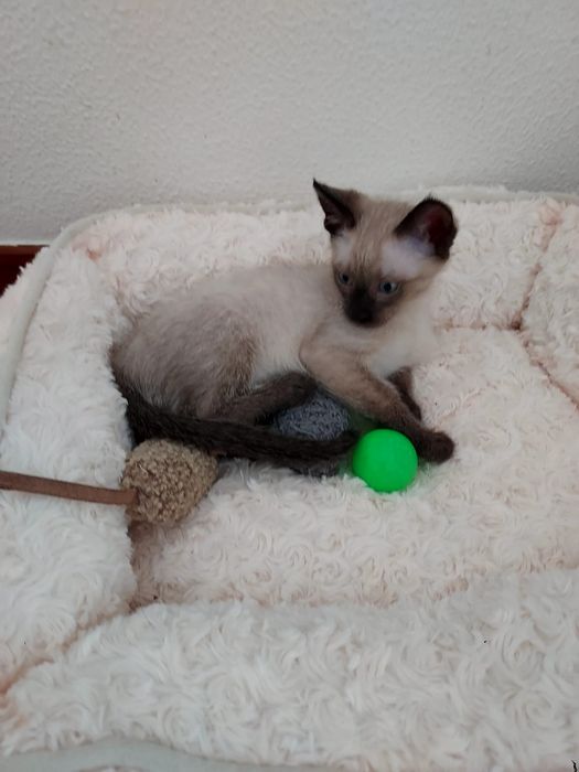 Gatinho bebé para adoção