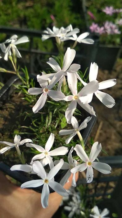 Флокс. Армерія. Гвоздика. Саджанці. Квіти