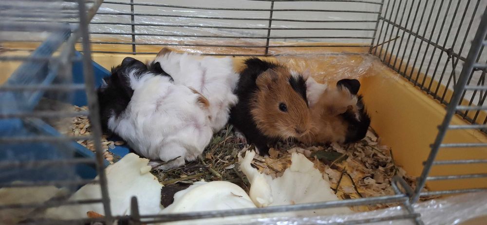 Продаж Морської Свинки