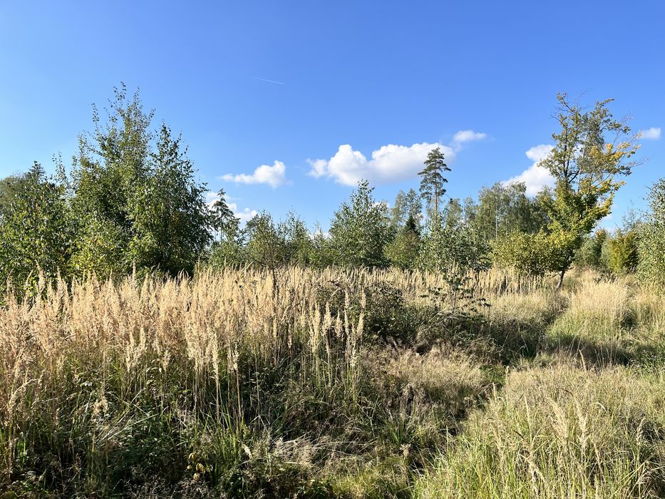 Działki leśne 3267 m² i 5883 m² – Smolugi, gm. Dziadkowice – 8 zł/m²