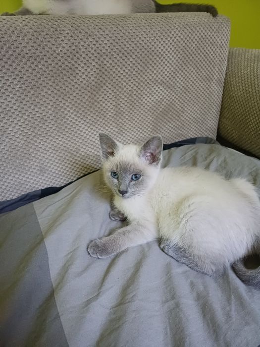 Kotka brytyjskia blue point