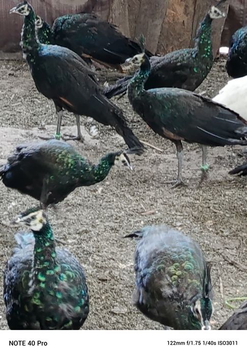 Pawie 2024 szmaragdowe