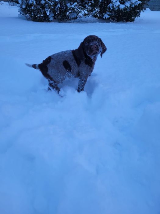 Wyżeł niemiecki  szorstkowłosy FCI/ZKwP