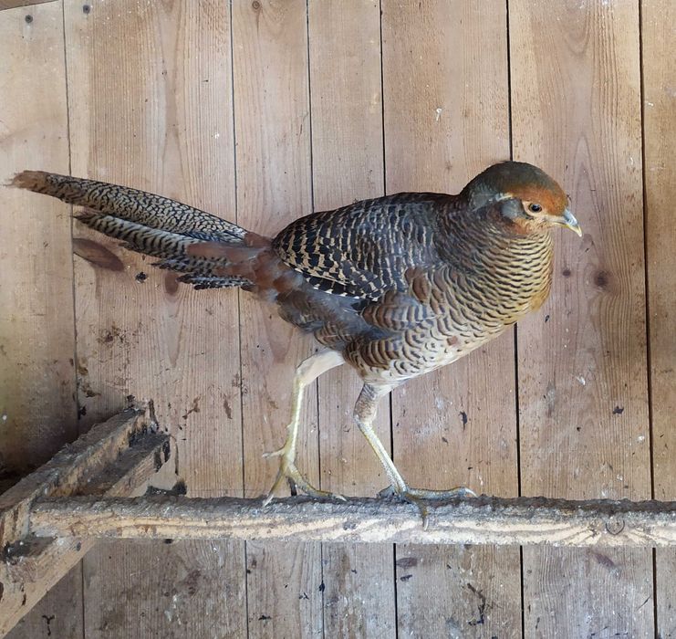 Bażanty złociste, młode -samc