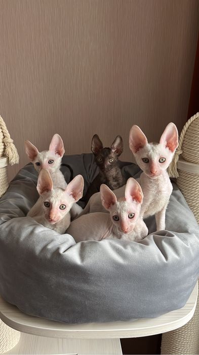 Кошенята Корніш рекс / Доставка в будь-яке місто