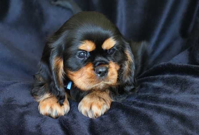 ruby – Śląskie – Psy – szczeniaki, dorosłe OLX Zwierzęta