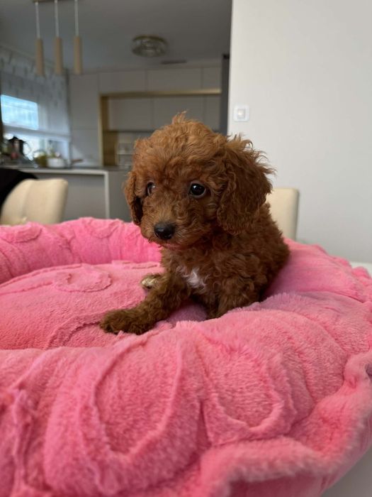 Sunia Pudel miniatura