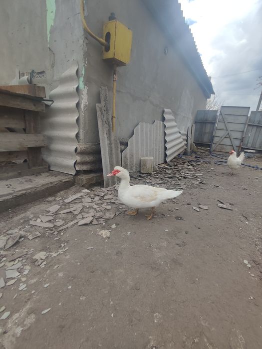 Мускусні важкої лінії.Ніжин.р-н.