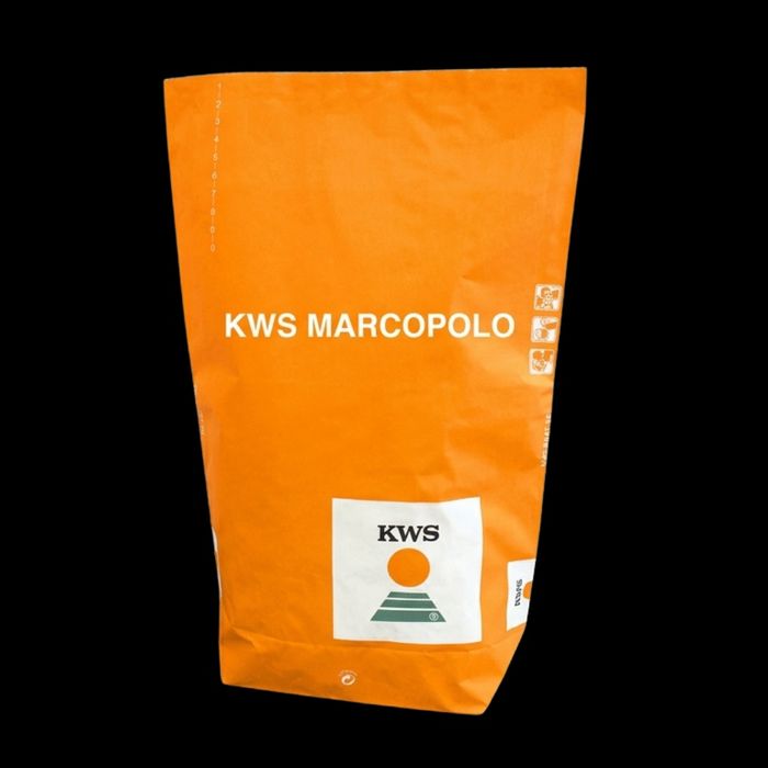 Kukurydza ziarnowa  KWS MARCOPOLO