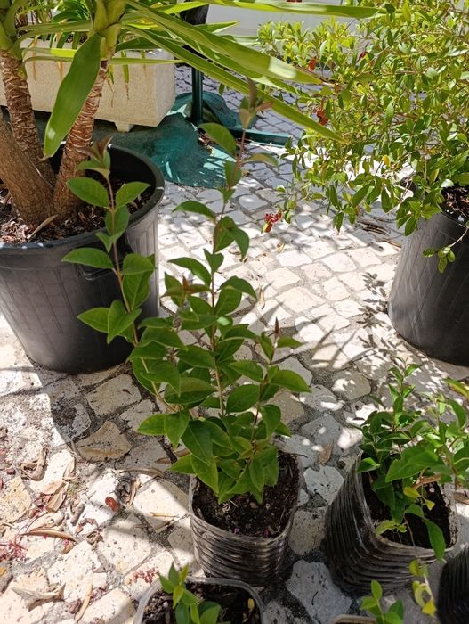 Vedação viva, lote 9  arbustos, Ligustrum japonicum, jovens e podados