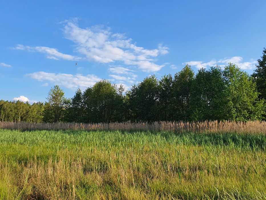 Dzialka rolna 79 arów