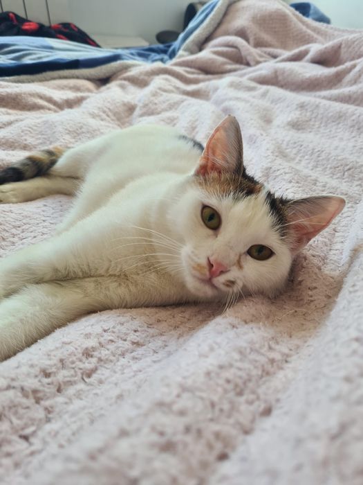 Kochana młoda kotka szuka domu stałego