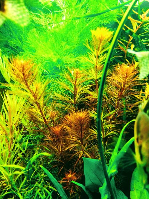 Аквариумные растения