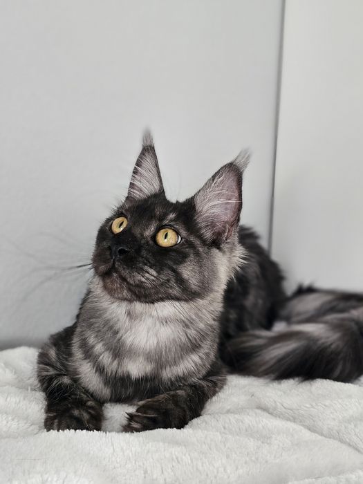 Rezerwacja Kotka rasy Maine Coon FPL
