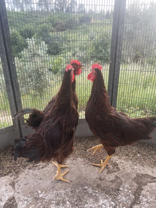 3 galos de Rhode Island Red (puros)