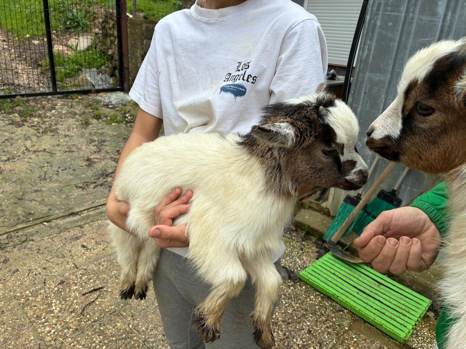 Casal micro anão meiguinhos