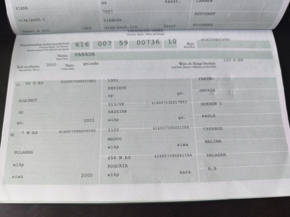 Klacz Wielkopolska z licencją