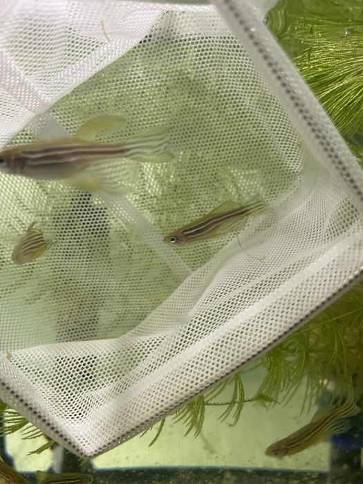 Danio Pręgowane.