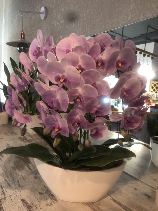 Орхідея латексна в горщику