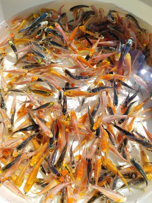 wylęg karpia koi po japońskich tarlakach,karaś kolor,jesiotr,lin,karp