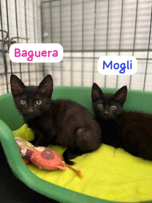 Baguera - Gatinha para adopção responsável