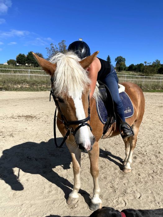 Klacz 4 lata haflinger