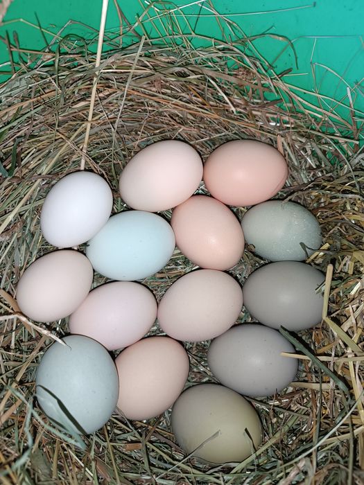 Jaja swojskie ekologiczne