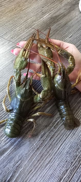 Продам живi раки