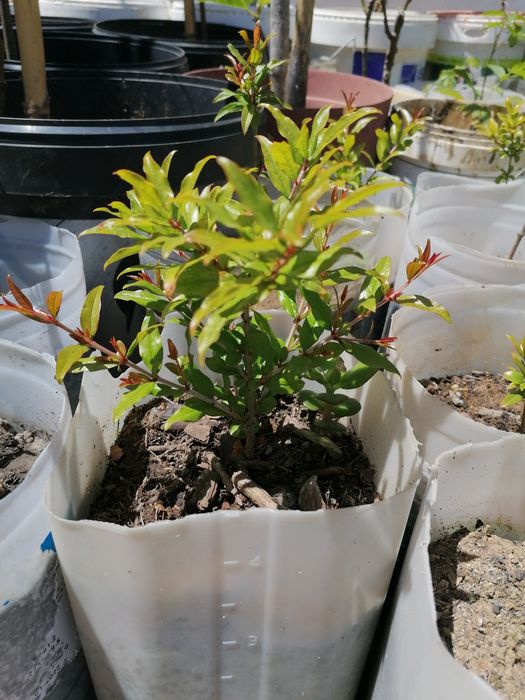 Romanzeiras de boa qualidade