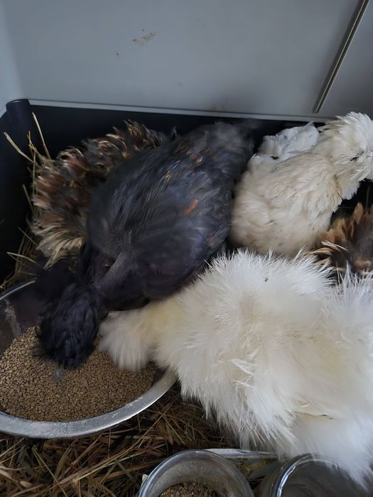 Kurki silki sprzedam