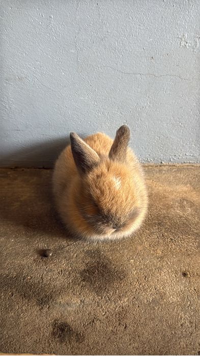 Coelhos Anões Mini Lop