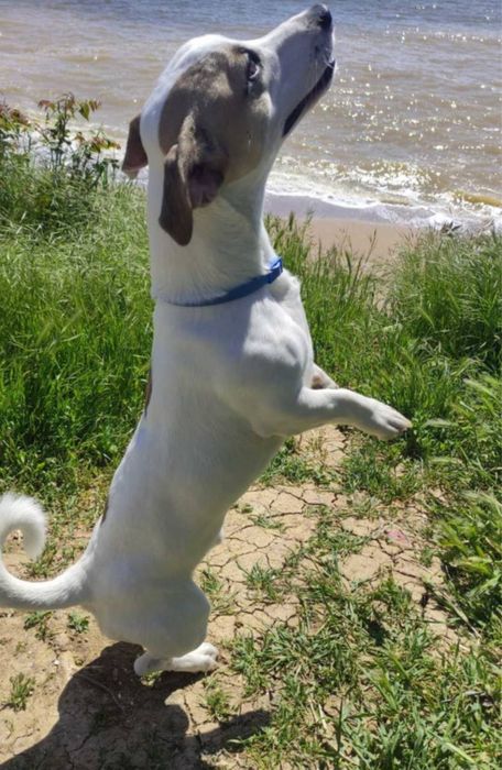 Джек Рассел (мальчик) для случки