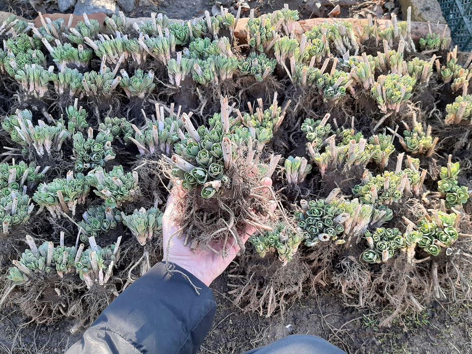 Продам излишки Очиток видный очиток высокий розовый многолетний