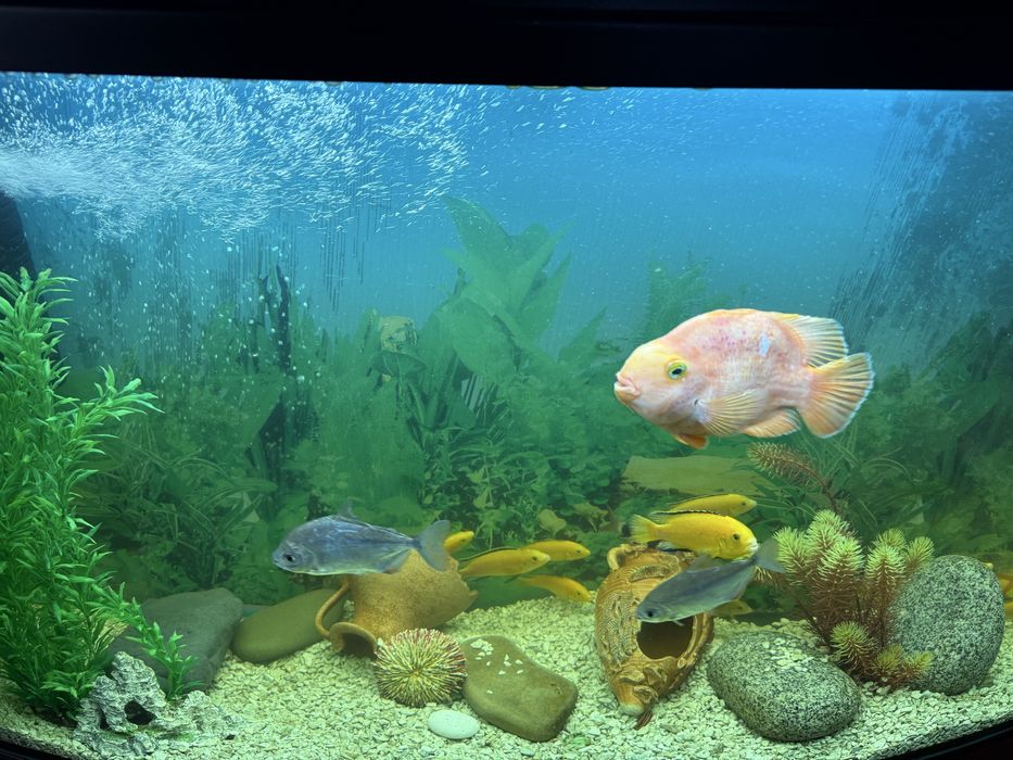 Продам акваріум з рибками