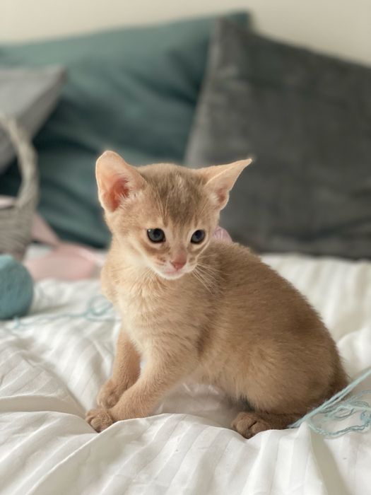 Абіссінська принцеса